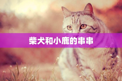 柴犬和小鹿的串串