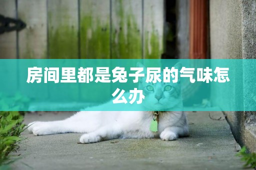 房間里都是兔子尿的氣味怎么辦