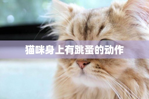 貓咪身上有跳蚤的動作