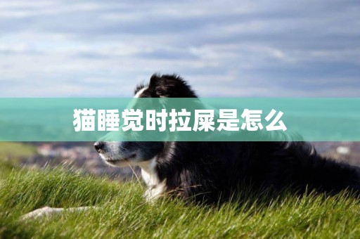 貓睡覺時拉屎是怎么