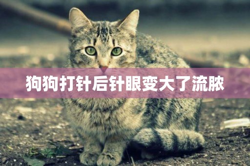 狗狗打針后針眼變大了流膿