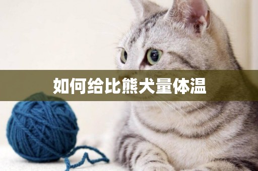 如何給比熊犬量體溫