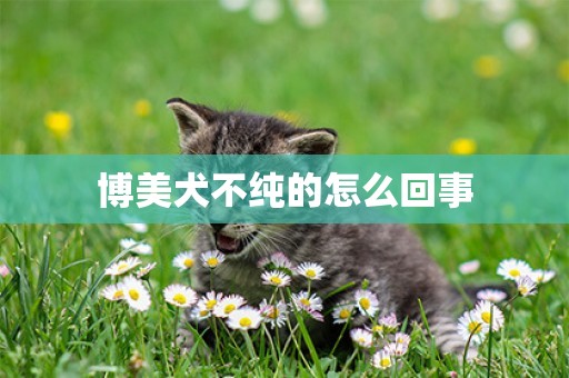 博美犬不純的怎么回事