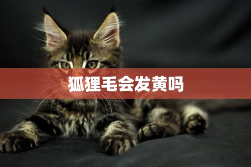狐貍毛會發黃嗎
