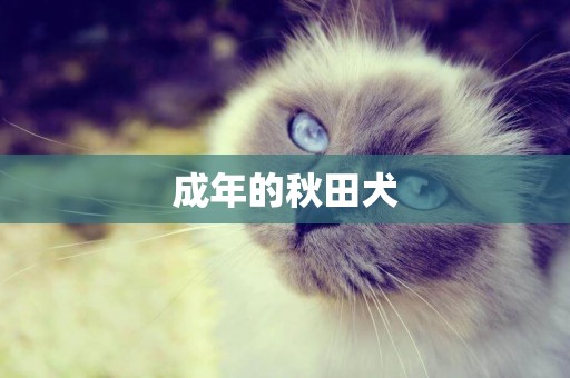 成年的秋田犬