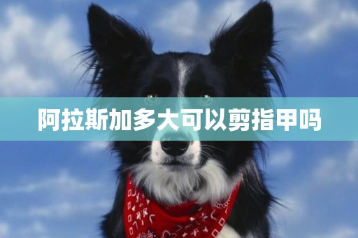 阿拉斯加多大可以剪指甲嗎