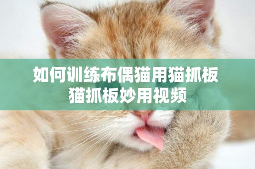 如何訓練布偶貓用貓抓板 貓抓板妙用視頻