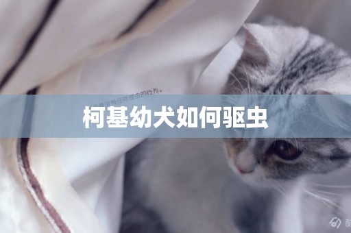 柯基幼犬如何驅蟲