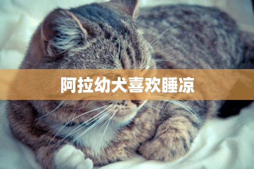 阿拉幼犬喜歡睡涼