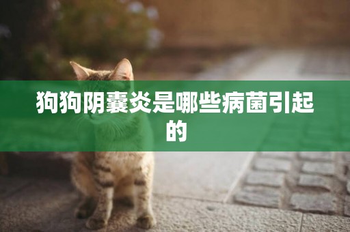 狗狗陰囊炎是哪些病菌引起的