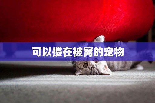 可以摟在被窩的寵物