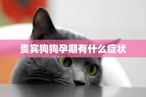 貴賓狗狗孕期有什么癥狀