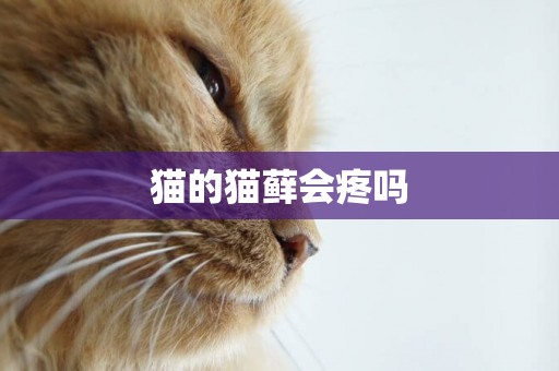 貓的貓蘚會疼嗎