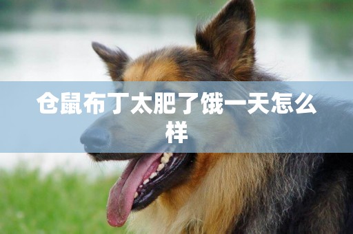倉鼠布丁太肥了餓一天怎么樣
