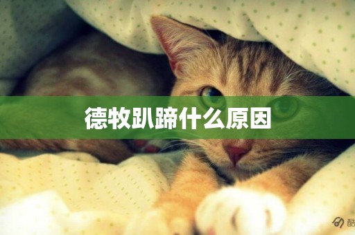 德牧趴蹄什么原因