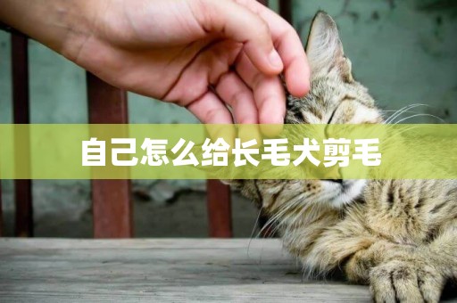 自己怎么給長毛犬剪毛