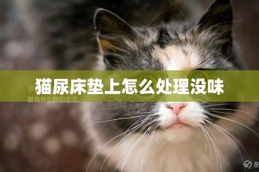 貓尿床墊上怎么處理沒味