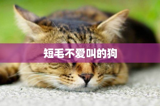 短毛不愛叫的狗