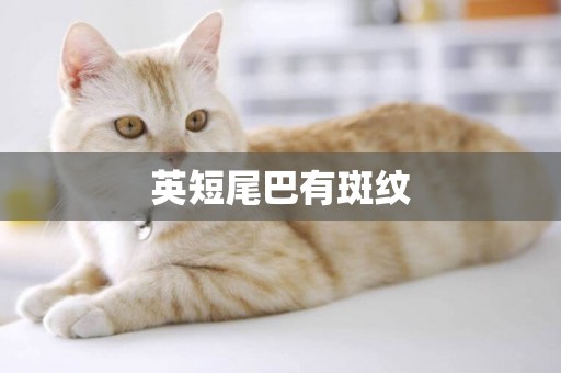 英短尾巴有斑紋