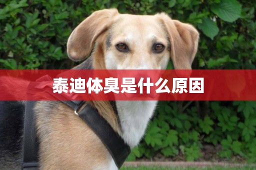 泰迪體臭是什么原因
