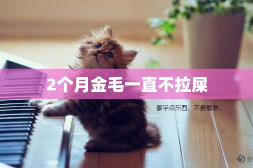 2個月金毛一直不拉屎