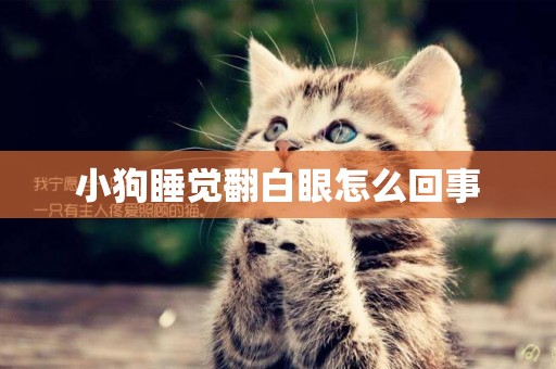 小狗睡覺翻白眼怎么回事