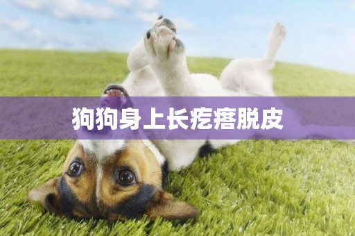 狗狗身上長疙瘩脫皮
