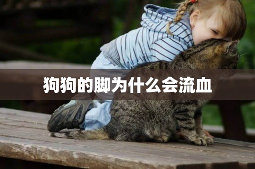狗狗的腳為什么會流血