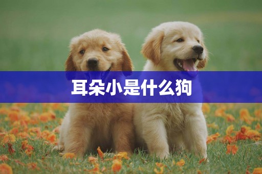 耳朵小是什么狗