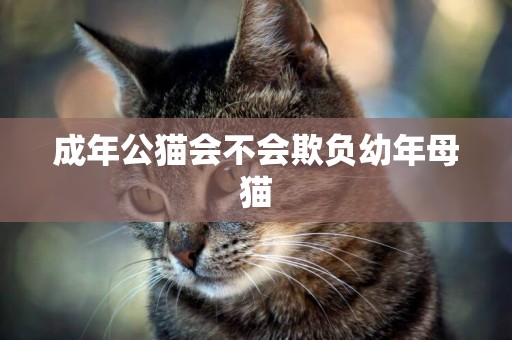 成年公貓會不會欺負幼年母貓
