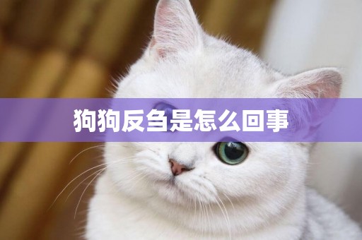 狗狗反芻是怎么回事