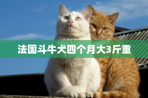 法國斗牛犬四個月大3斤重
