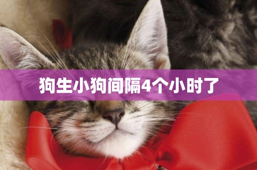 狗生小狗間隔4個小時了