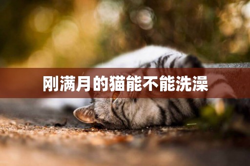 剛滿月的貓能不能洗澡