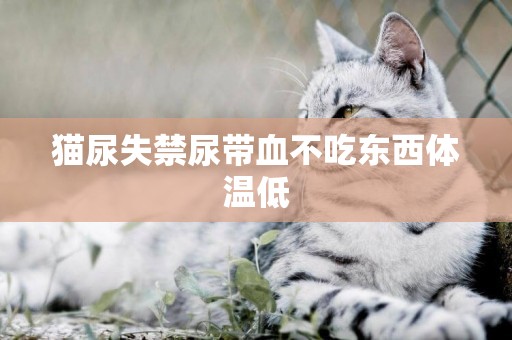 貓尿失禁尿帶血不吃東西體溫低