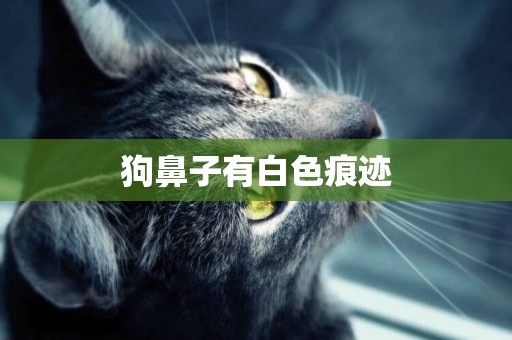 狗鼻子有白色痕跡