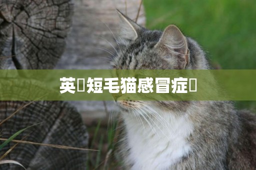 英國短毛貓感冒癥狀