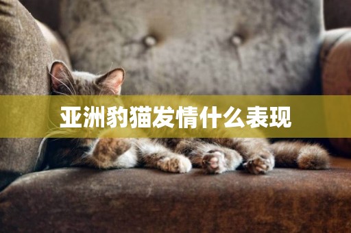 亞洲豹貓發情什么表現