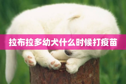 拉布拉多幼犬什么時候打疫苗