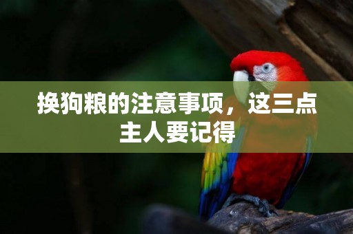 換狗糧的注意事項,這三點主人要記得 換狗糧的注意事項,這三點主人要記得