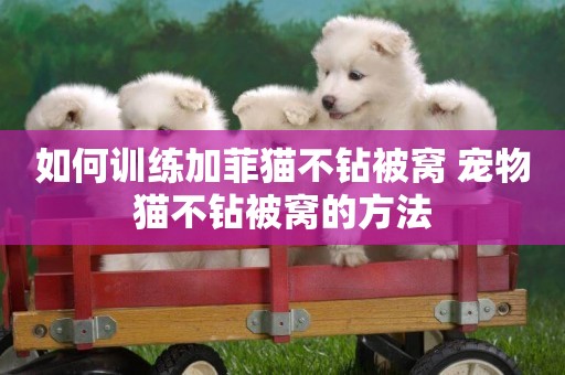 如何訓練加菲貓不鉆被窩 寵物貓不鉆被窩的方法