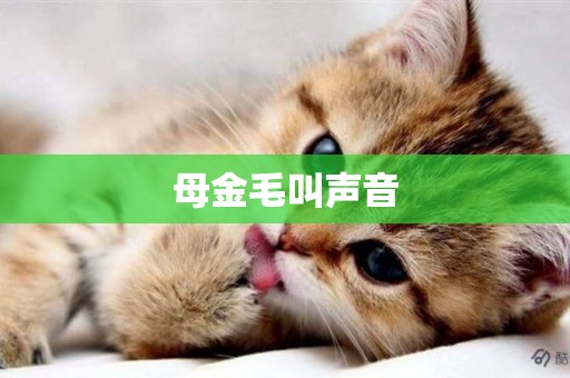 母金毛叫聲音