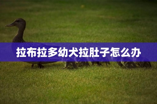 拉布拉多幼犬拉肚子怎么辦