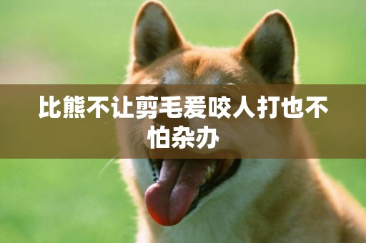 比熊不讓剪毛爰咬人打也不怕雜辦