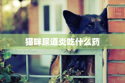 貓咪尿道炎吃什么藥