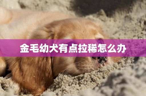 金毛幼犬有點拉稀怎么辦