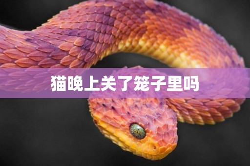 貓晚上關了籠子里嗎