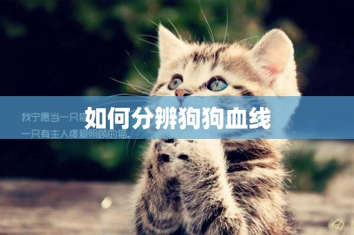 如何分辨狗狗血線