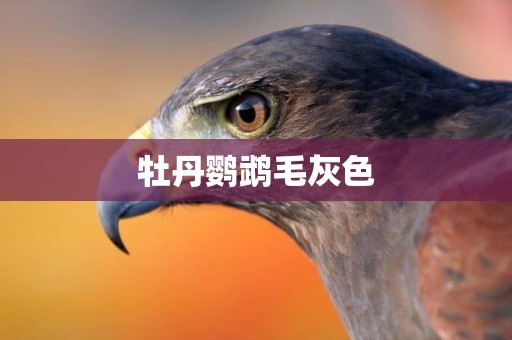 牡丹鸚鵡毛灰色