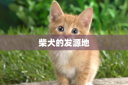 柴犬的發源地